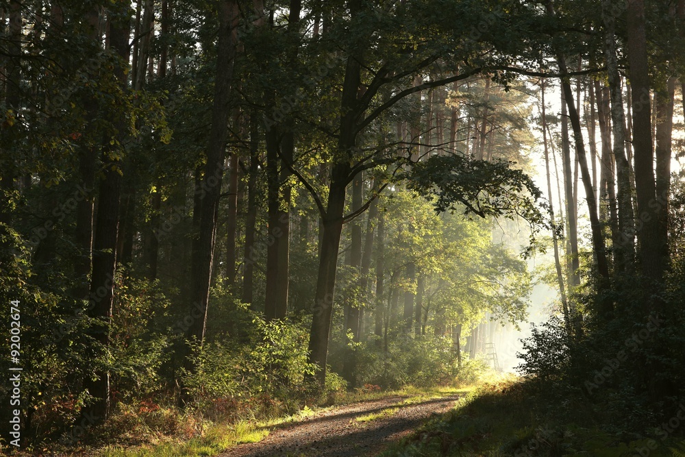 Fototapeta premium Trail through the autumnal forest on a foggy morning
