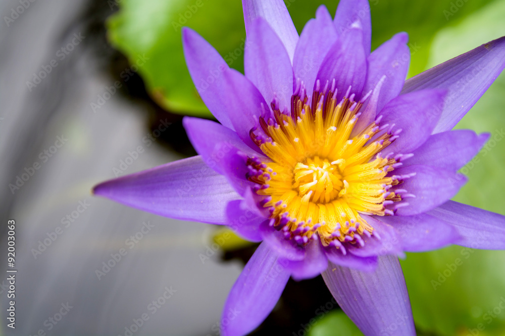 Fototapeta premium Lotus flowers