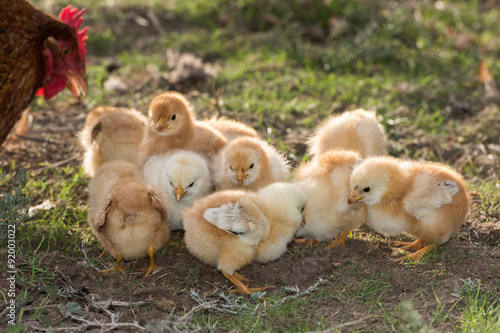 Obraz na plátně brooding hen and chicks in a farm