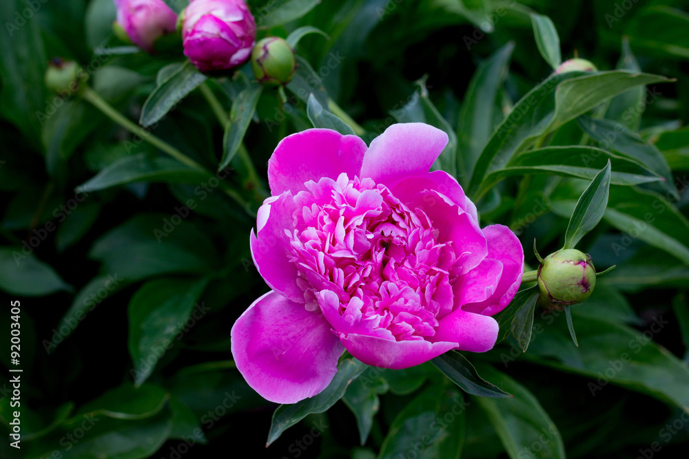 Pink peony flower bush in full bloom