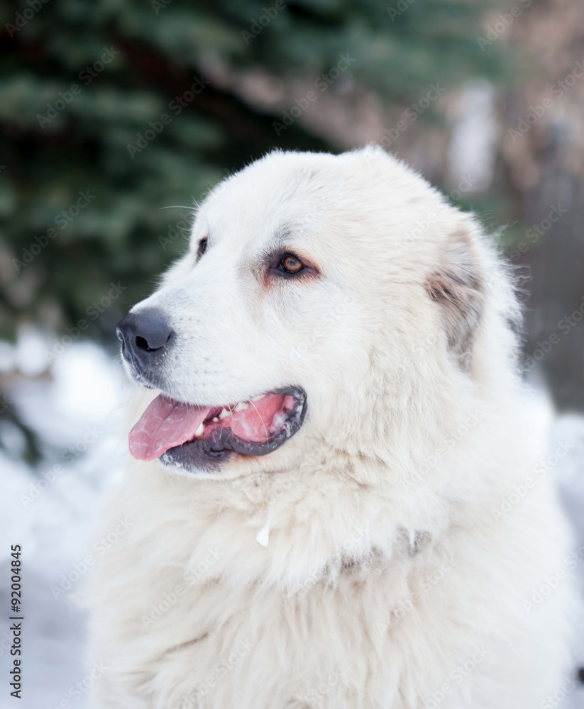 Pyrenean mountain dog Pyrenean mountain dog