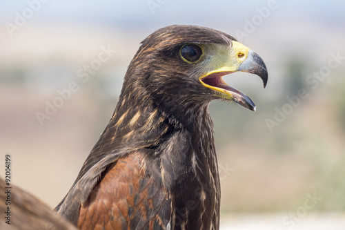 Golden eagle resting in the sun with open beak