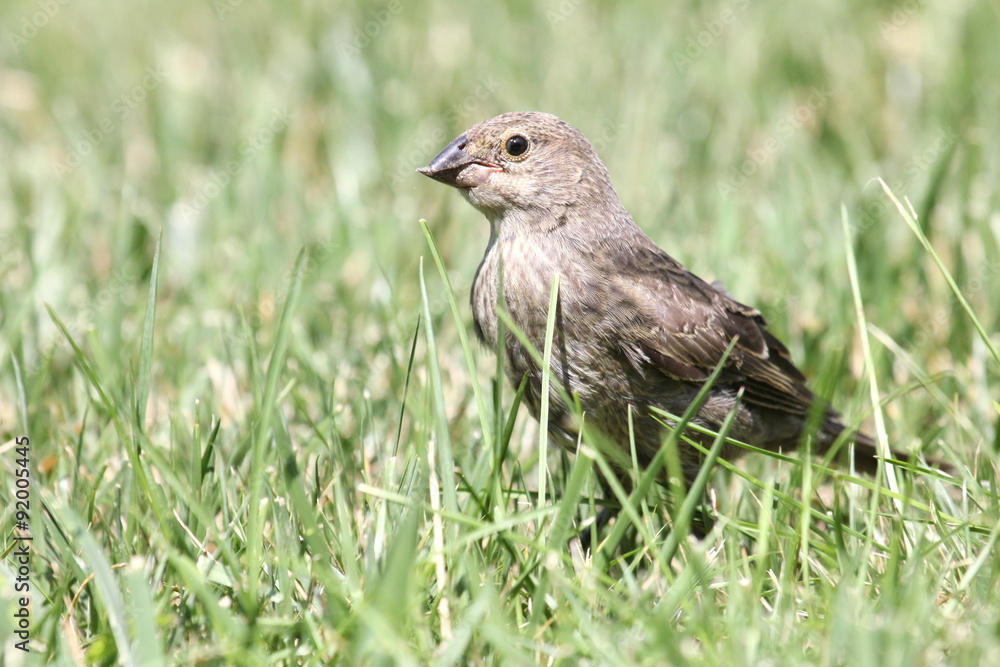 damaged beak damaged beak