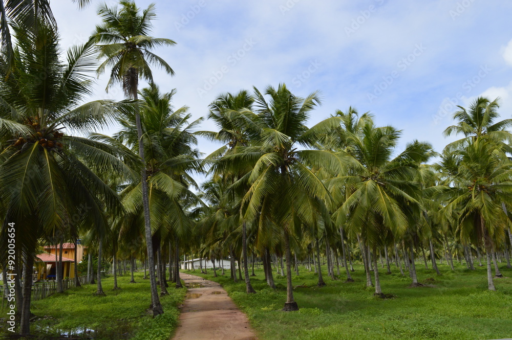 Estrada de terra dentro da plantação de coco