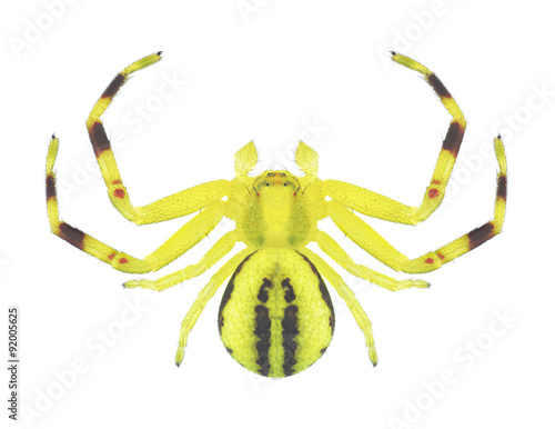 Fényképezés Spider Misumena vatia (male)