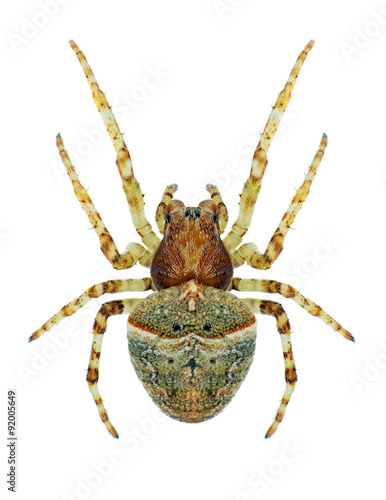 Spider Gibbaranea ullrichi (female) photo