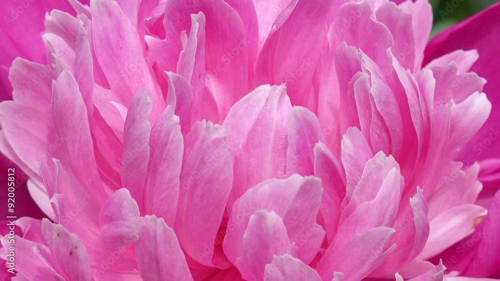 peony in the nature peony in the nature