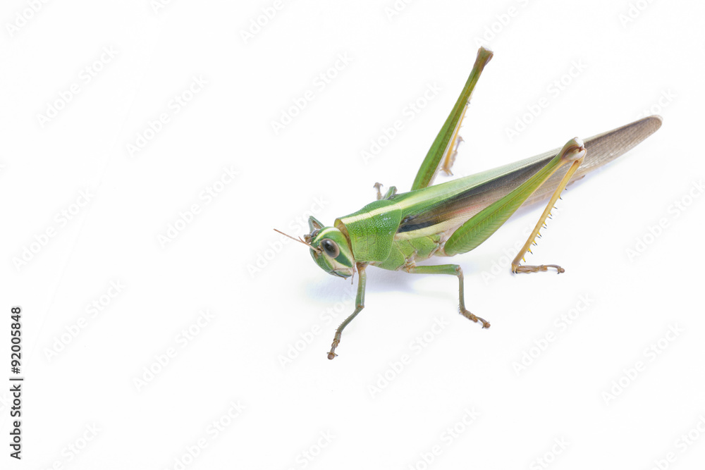 Grasshopper isolated on white background. Grasshopper isolated on white background.
