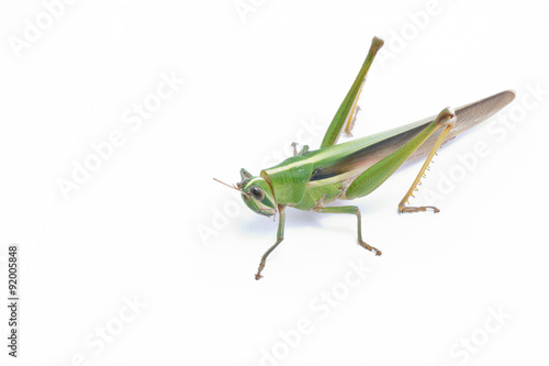 Grasshopper isolated on white background. © sirikornt