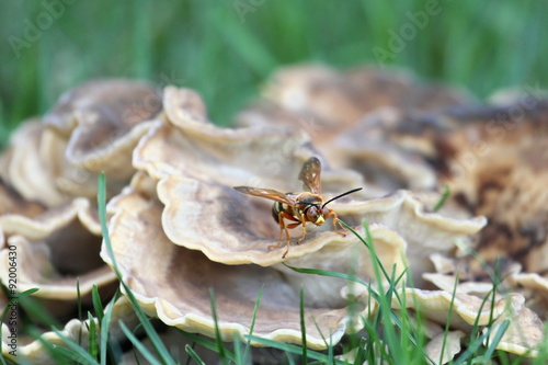 cicada killer on mushrooms