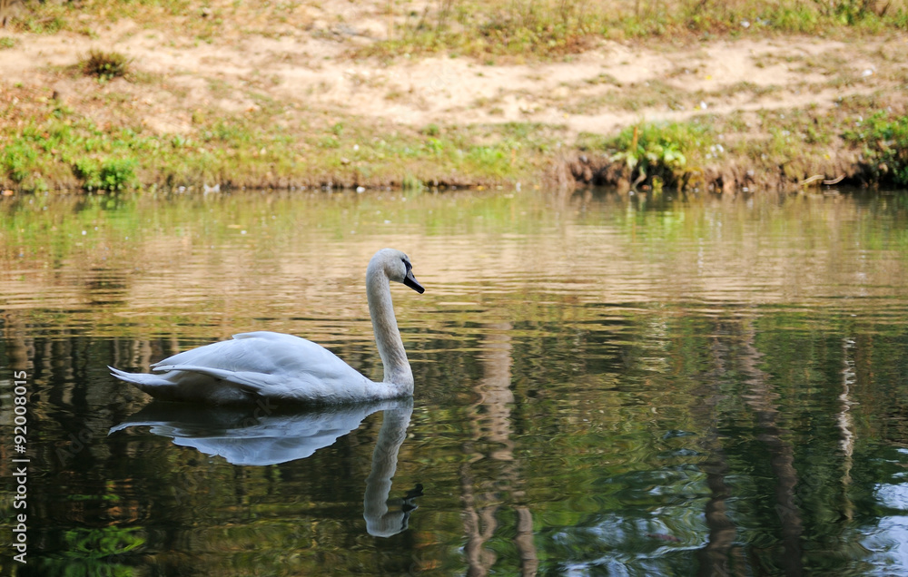 Swan in lake
