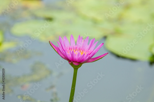 Beautiful water lily or lotus flower in the pond or swamp.