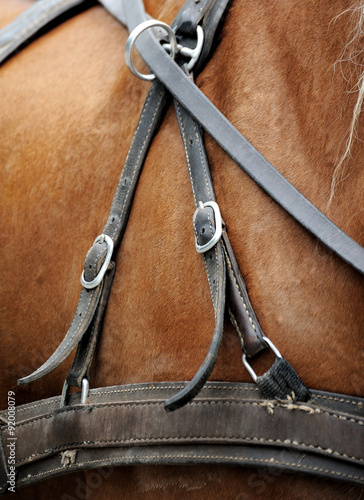 harnesses for horses