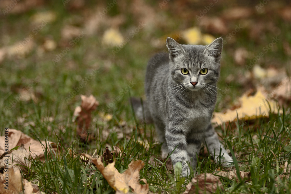 Wow, photographer!/ Lovely very gentle gray kitten. Wow, photographer!/ Lovely very gentle gray kitten.