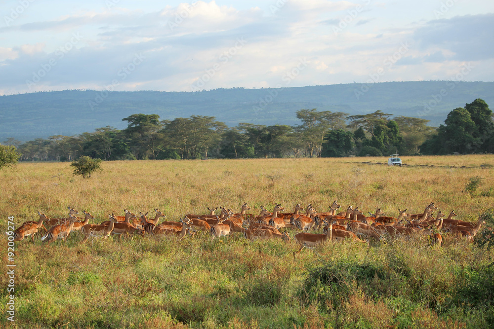 Safari Safari