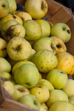 Fine harvest of apples!/ Lots and lots of yellow and green ripe apples in a wooden box.
