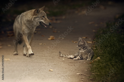 Foto Hello bummer!/  Once the fall of the wolf ran past lazily lying little gray kitten