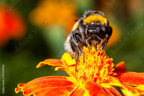 Bumblebee © iava777