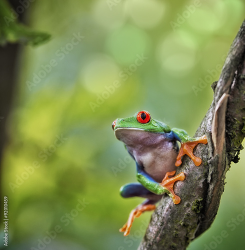 red eyed tree frog Costa Rica