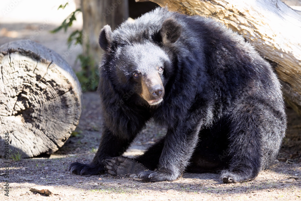 Asian black bear, Ursus thibetanus, the zoo Wroclasv, Poland Asian black bear, Ursus thibetanus, the zoo Wroclasv, Poland