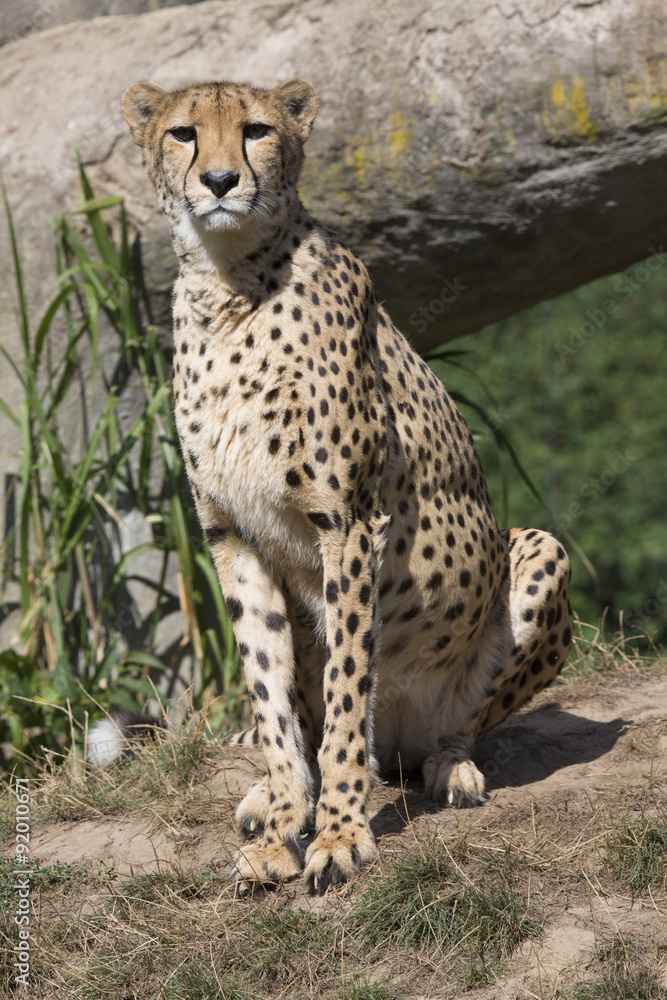 Cheetah, Acinonyx jubatus, watching nearby Cheetah, Acinonyx jubatus, watching nearby