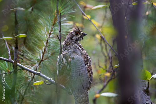 Obraz na plátně hazel grouse