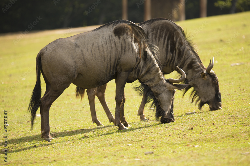 Fototapeta premium grazing Wildebeest, Connochaetes taurinus