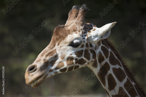 Portrait Reticulated Giraffe, Giraffa camelopardalis reticulata