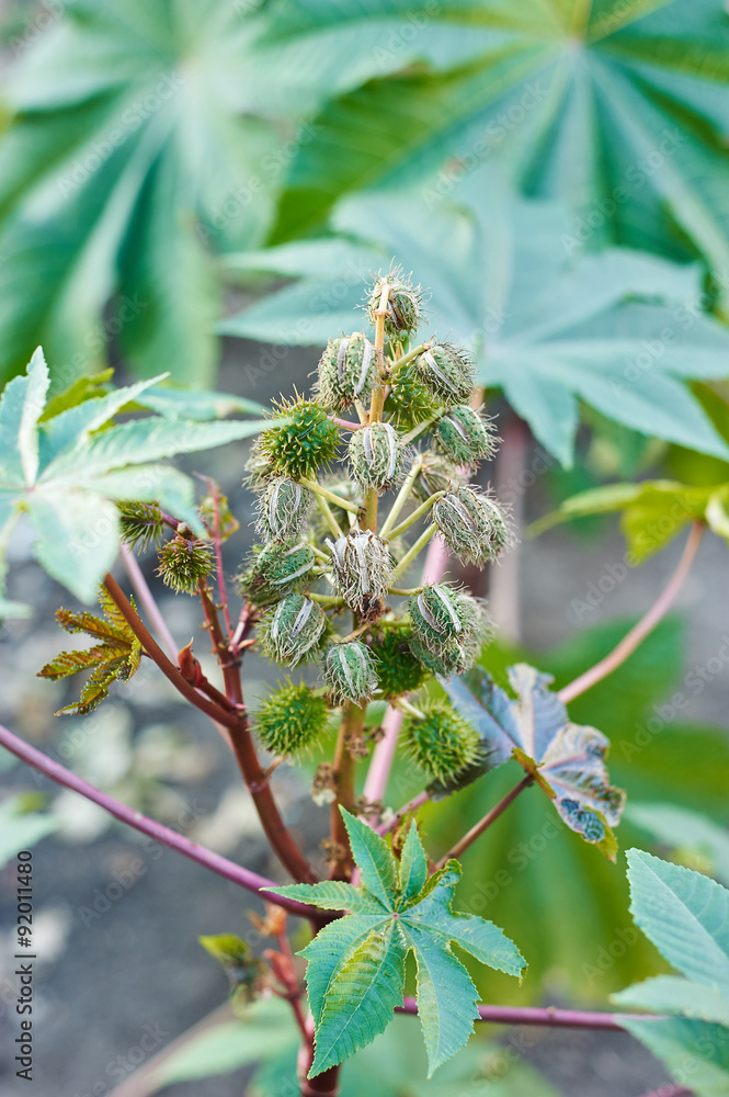 Ricinus communis.