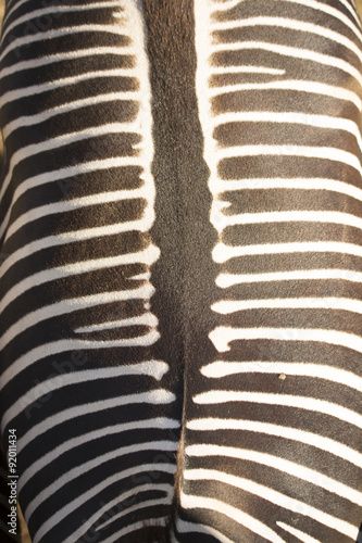 Wallpaper Mural Drawing on the back Grevy's zebra, Equus grevyi Torontodigital.ca