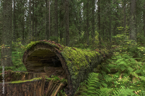Vászonkép Old moss covered spruce tree lying in the forest