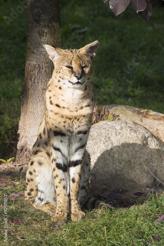 Sticker Serval sitting, Leptailurus serval