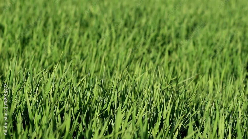 Field of young wheat on windy sunny day as background Field of young wheat on windy sunny day as background