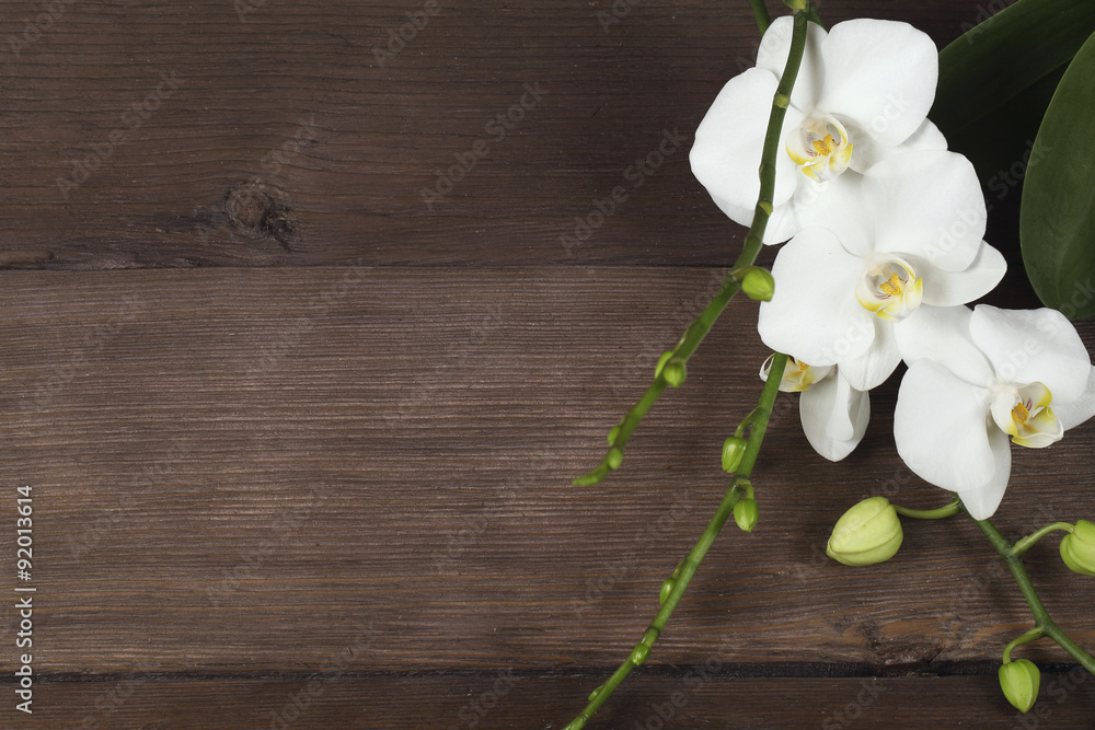 Obraz premium Lilac orchid