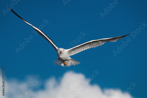 Hunting seagull with large wingspread flies in the blue sky © semion
