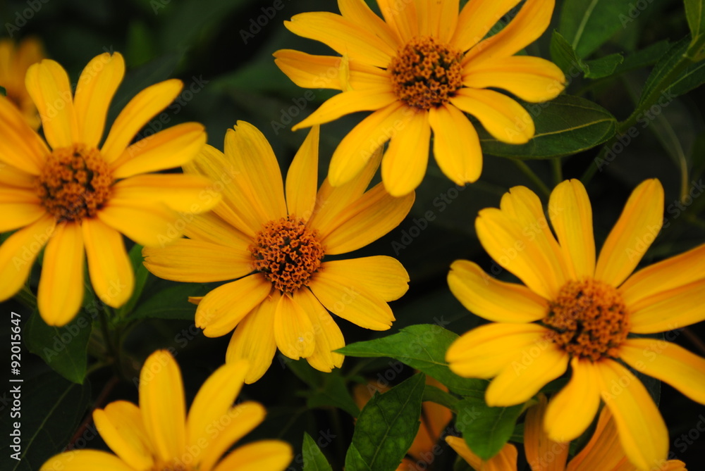 Blumenpracht Blumenpracht