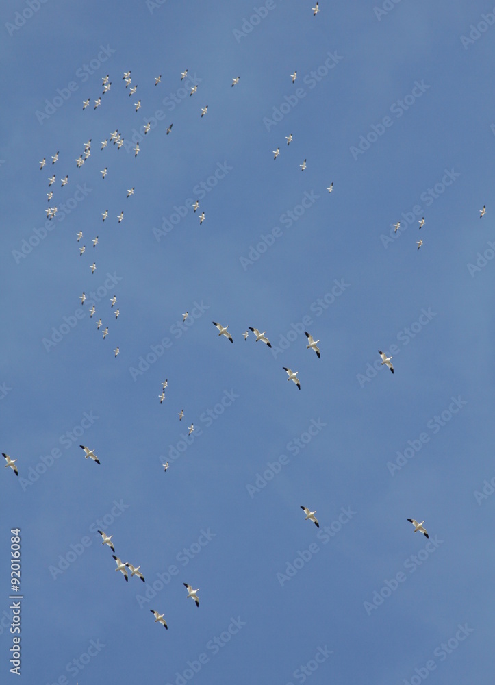 Obraz premium soaring snow geese