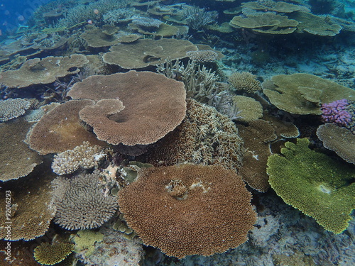 Table corals  Okinawa  Japan