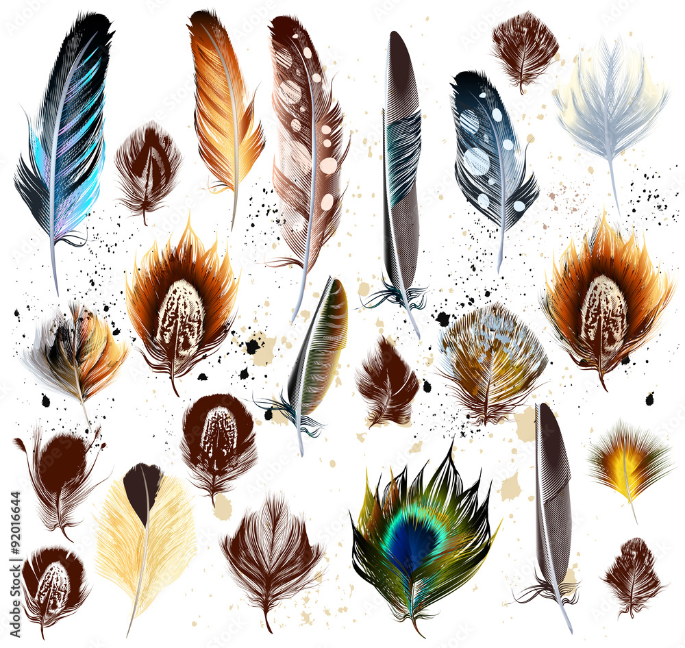 Obraz premium Big set of detailed bird feathers in realistic and engraved styl