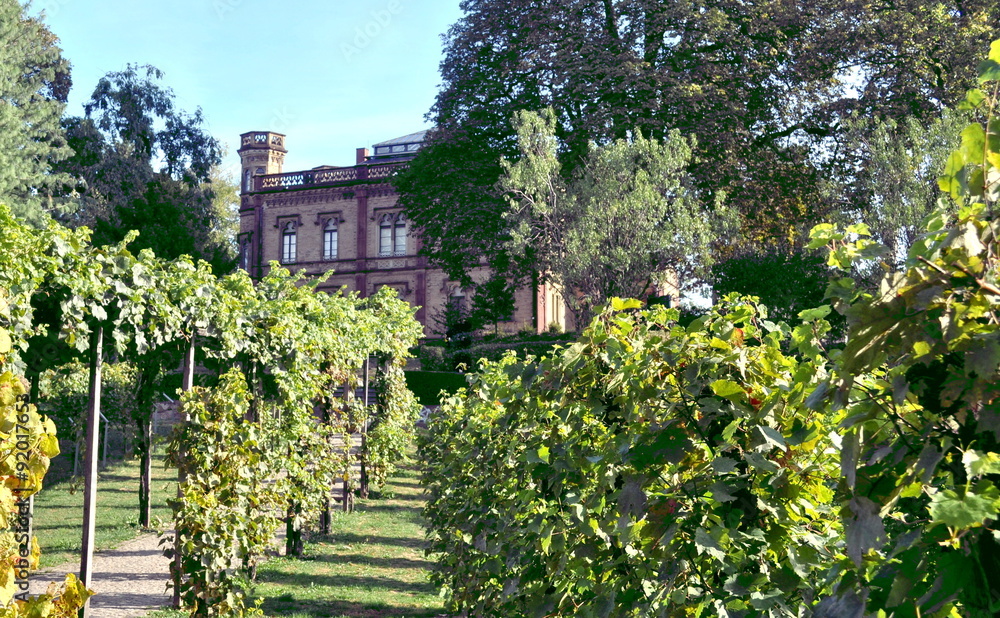 Freiburg - Reben am Colombischlössle