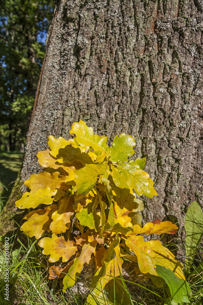 Autumn Oak Tree And Golden Leaves