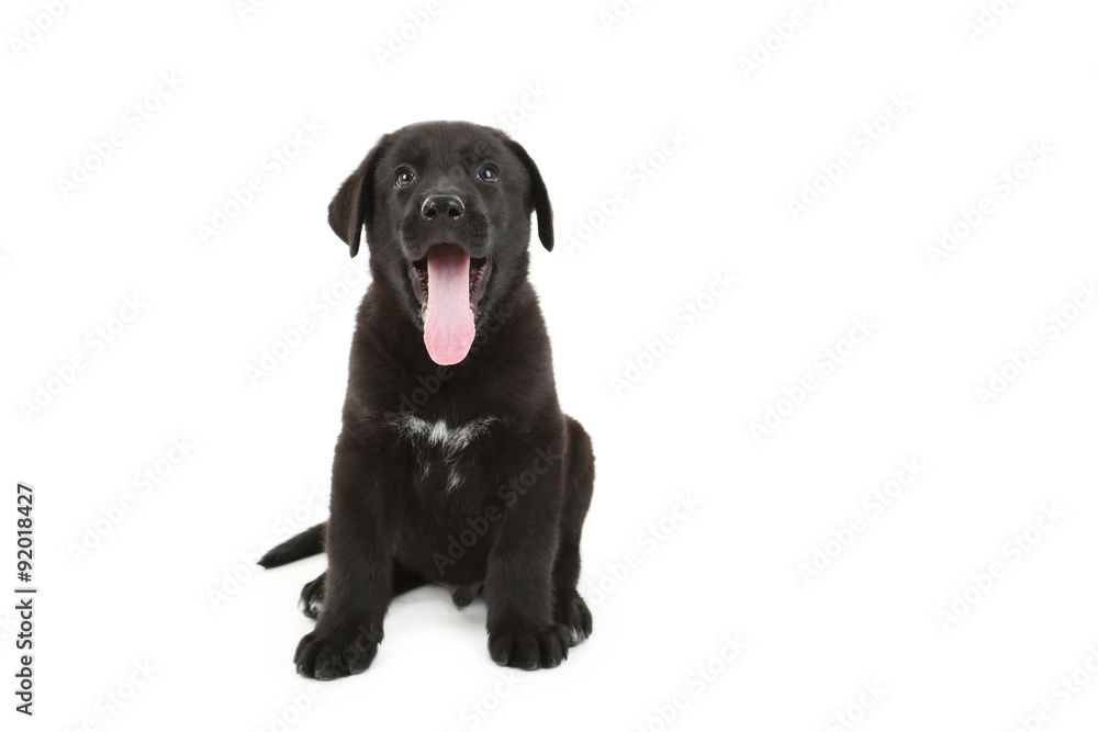 Beautiful black labrador puppy sitting, isolated on a white