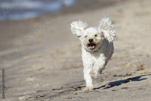 Small White Cockapoo Dog Running on a Sandy Beach © Brian Lasenby