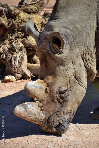 rinoceronte  sequenza fotografica