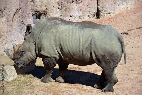 rinoceronte, sequenza fotografica
