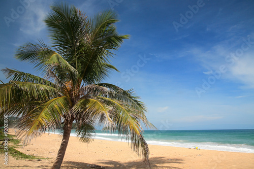 palm tree at Karon beach in Phuket