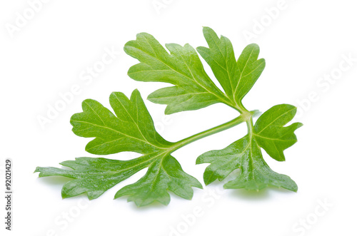 Coriander bunch isolated on white