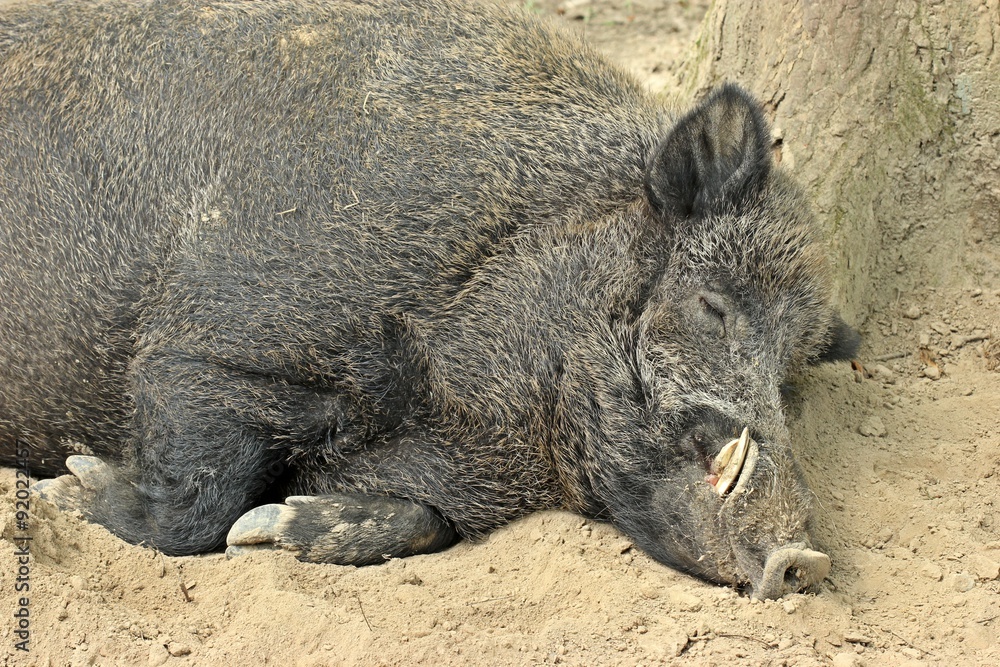Schlafender Wildschweinkeiler Schlafender Wildschweinkeiler
