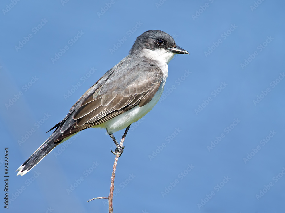 Eastern Kingbird on a branch