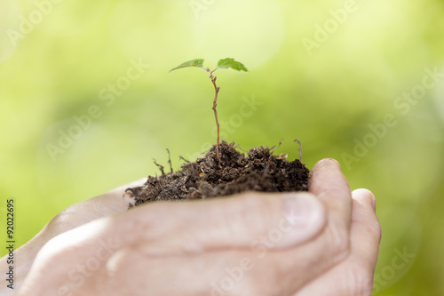 Pflanze in einr Hand